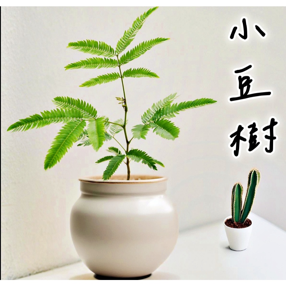 <美心花園> 小豆樹  含羞樹(扇葉文心蘭 黃松蘭 台灣香蘭，鹿角蕨，石斛蘭，台灣風蘭 蝴蝶蘭，龜背芋)