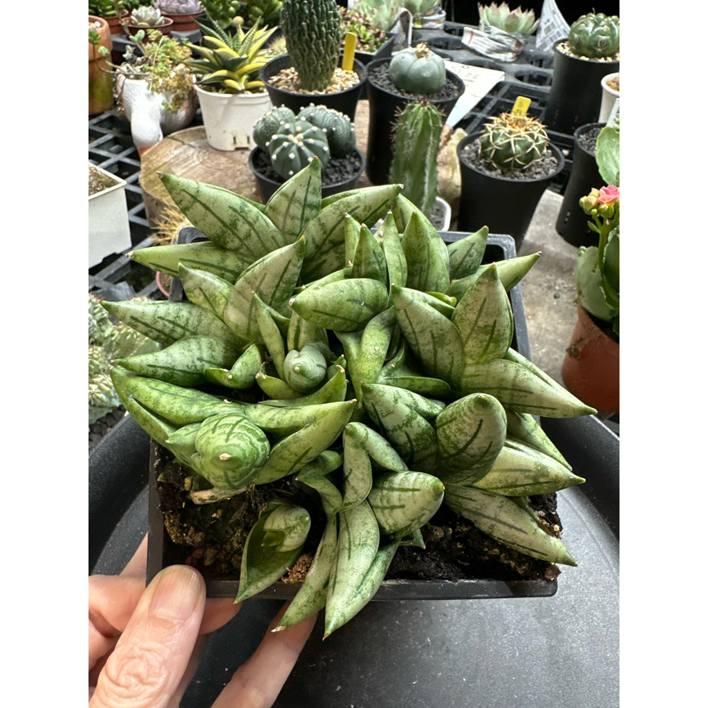 Jay 虎尾蘭 姬佛手