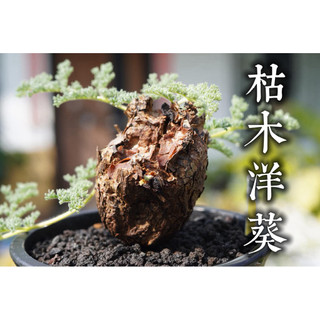 枯木洋葵A 一物一拍 天竺葵屬 多肉 陽光美錦DAYLIGHT PLANTS