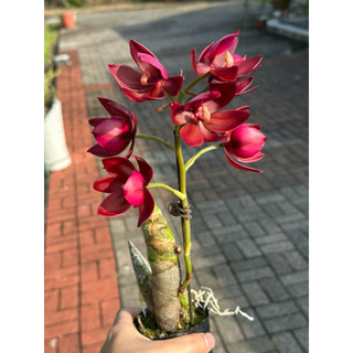 015天鵝蘭 紅天鵝 香味蘭花 2.5吋 1/19拍Cycd. Wine Delight'JEM' FCC/AOS