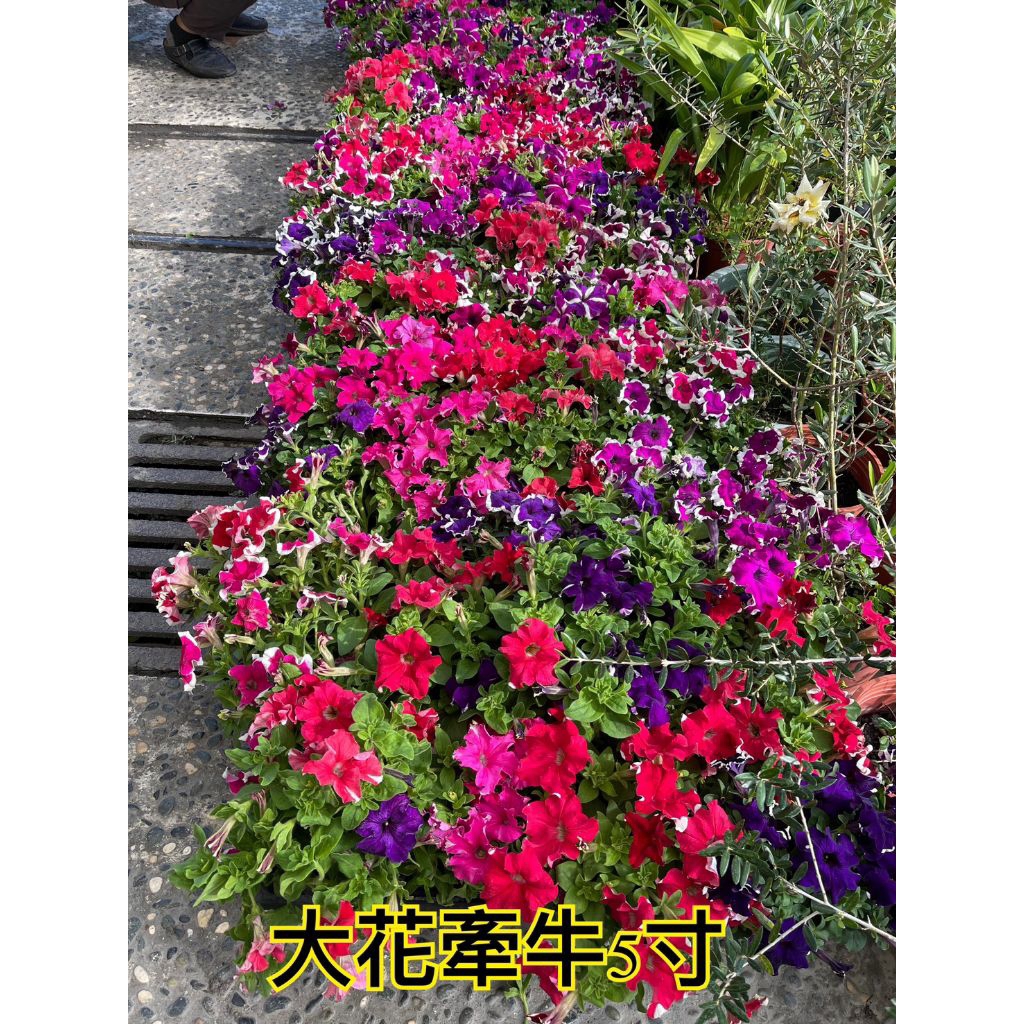 牽牛花盆栽的價格推薦- 2026年8月| 比價比個夠BigGo
