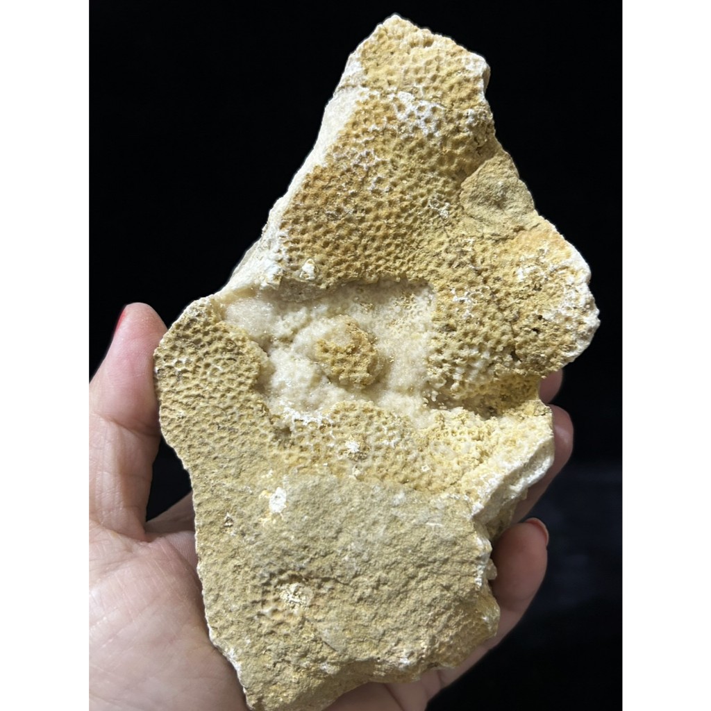 白珊瑚化石石　化石石　珊瑚 白珊瑚化石的價格推薦- 2026年6月| 比價比個夠BigGo