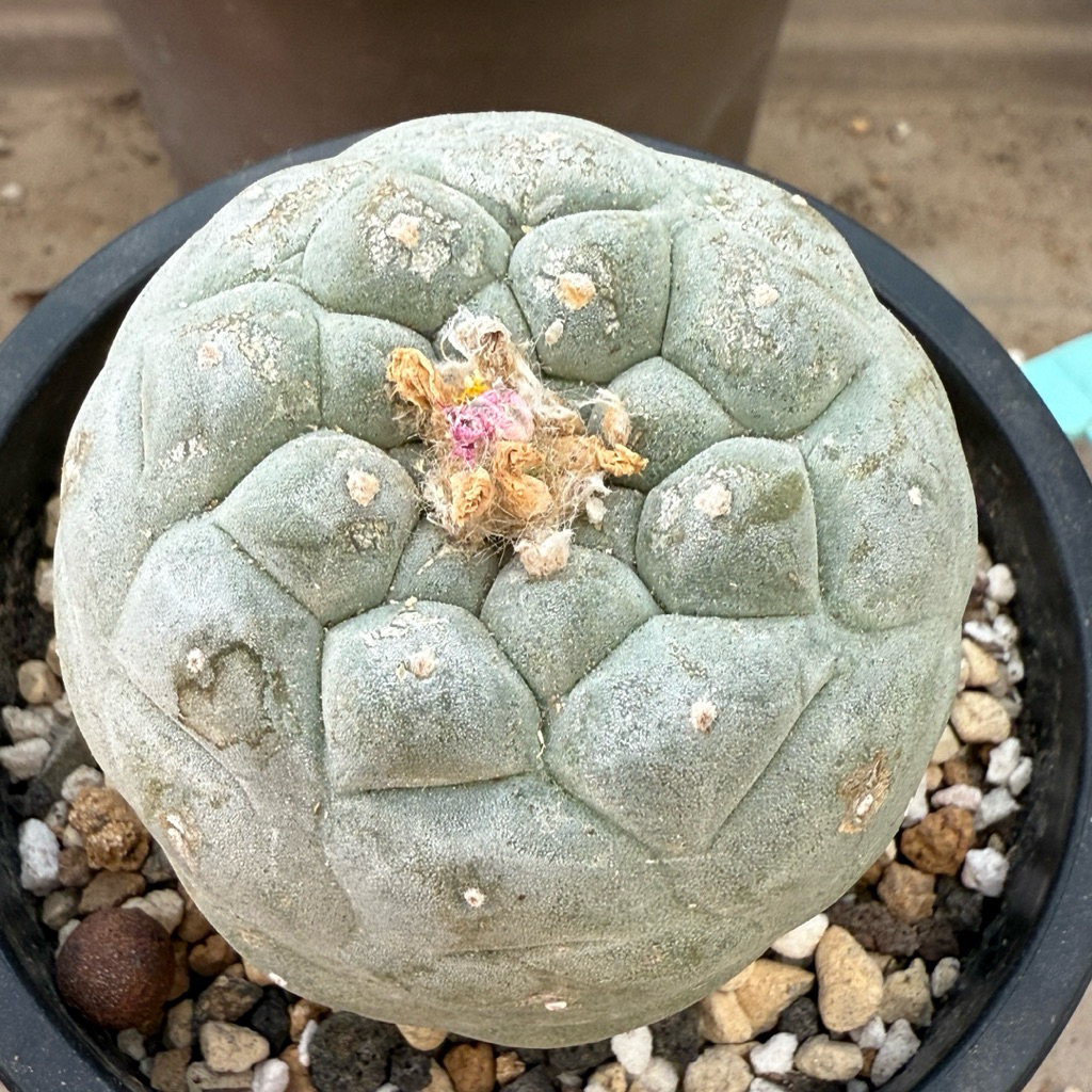 扁平白肌銀冠玉 疣銀冠玉的價格推薦- 2025年12月| 比價比個夠BigGo