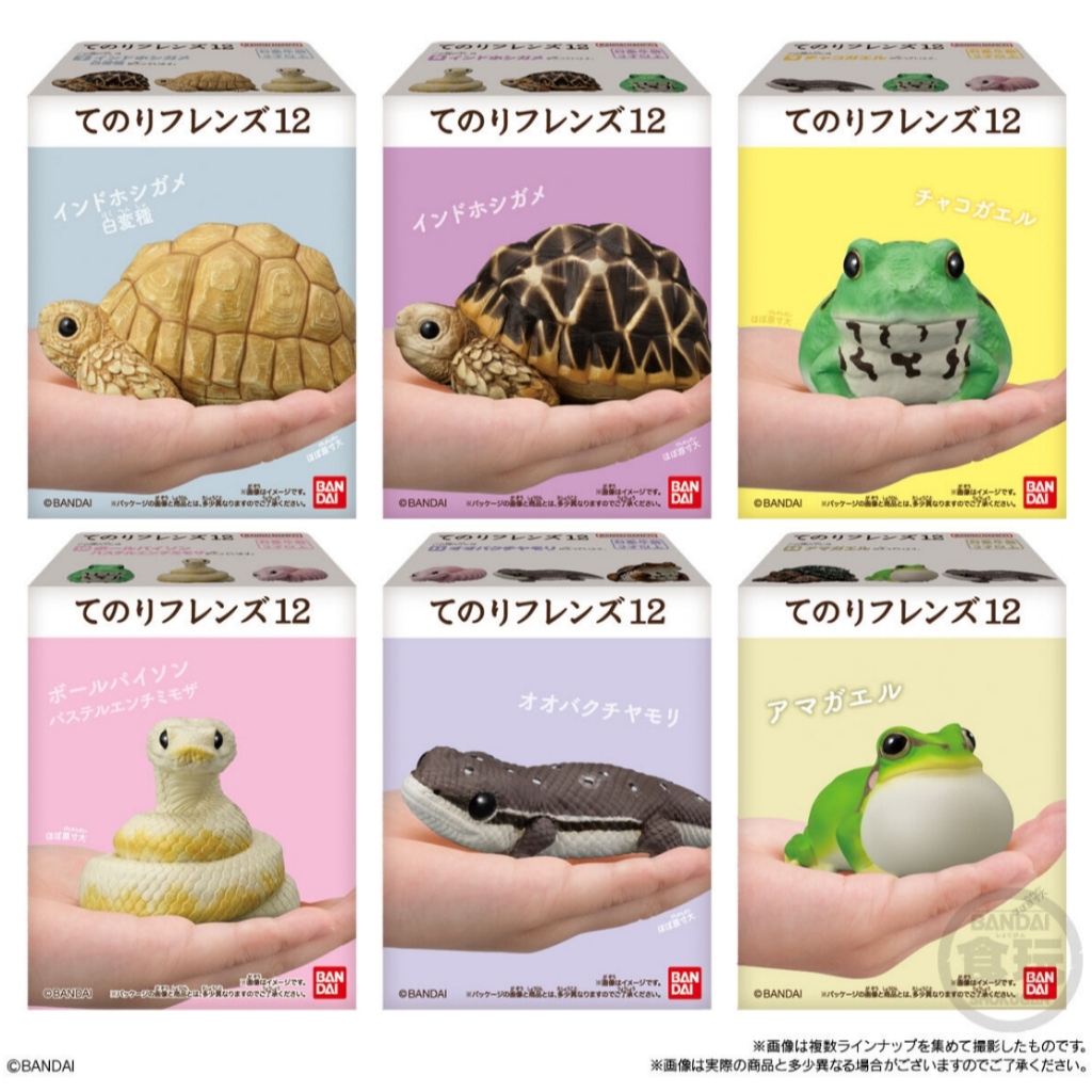 現貨 掌中好朋友12  掌上好朋友12  盒玩 爬蟲