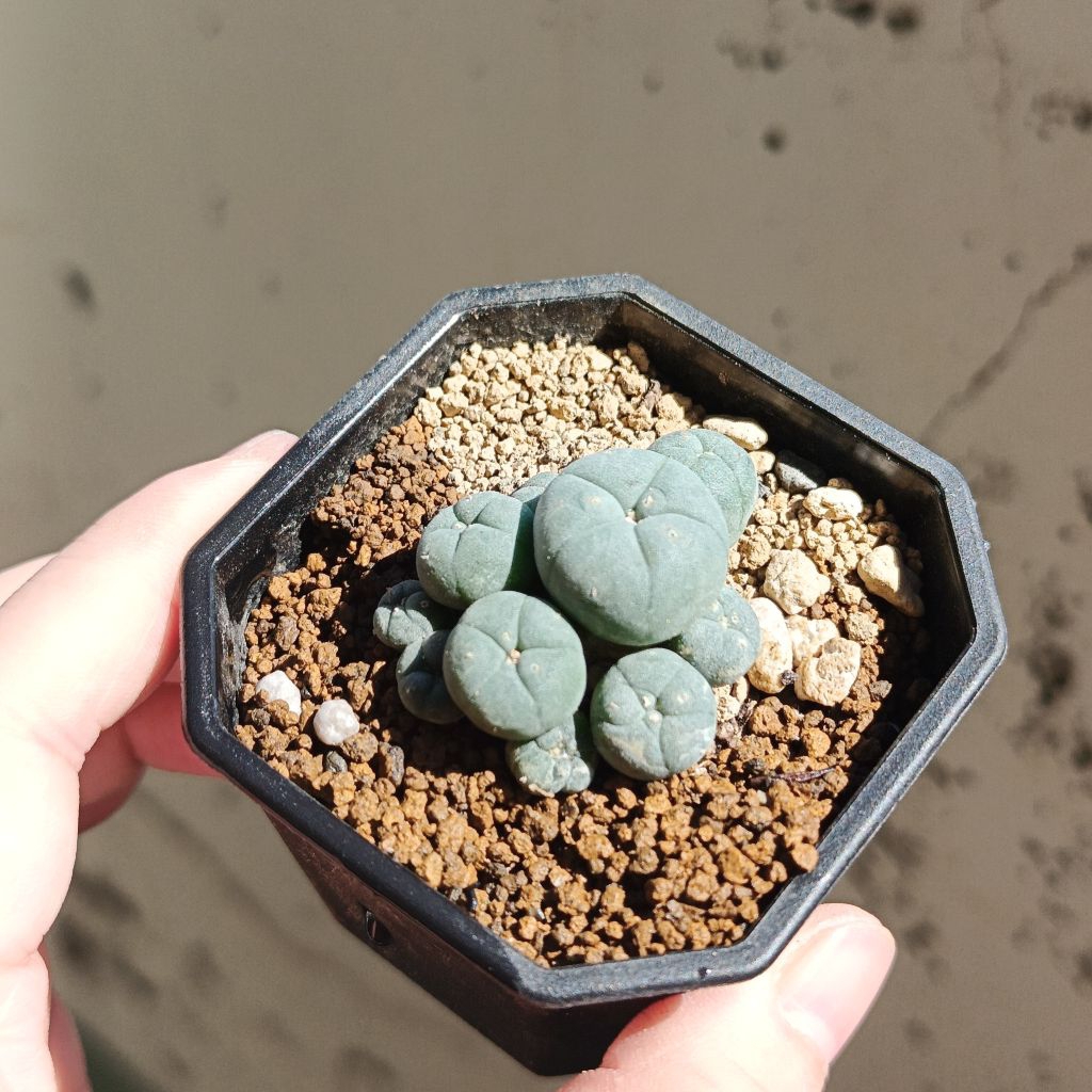 子吹烏羽玉的價格推薦- 2025年12月| 比價比個夠BigGo