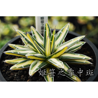 姬笹之雪中斑 一物一拍 龍舌蘭科 多肉 陽光美錦DAYLIGHT PLANTS
