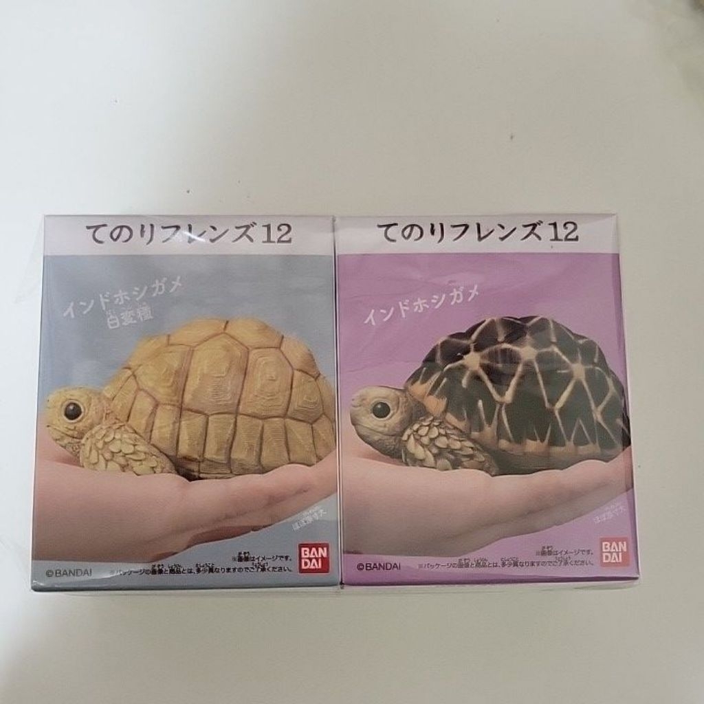 BANDAI 掌上好朋友12 爬蟲類 兩棲類 盒玩 星龜 白化星龜