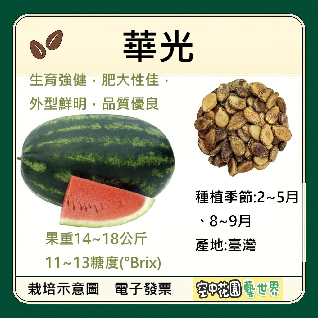 【台灣出貨 電子發票】華光紅肉大西瓜 種子 大西瓜 紅肉西瓜 西瓜 菜籽 空中花園藝世界