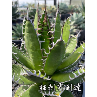 狂刺霍利達 一物一拍 龍舌蘭科 多肉 陽光美錦DAYLIGHT PLANTS