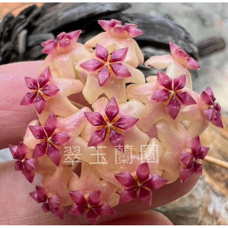 毬蘭苗 迪蘇爾 Hoya surigao del sur