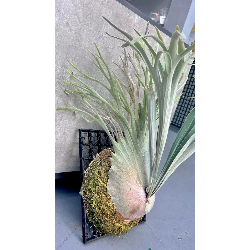 Veitchii Wild的價格推薦- 2025年10月| 比價比個夠BigGo