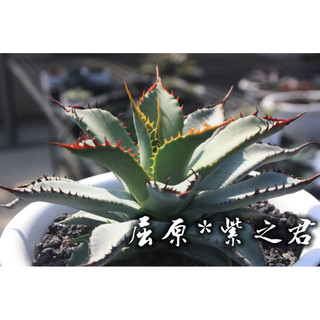 屈原*紫之君 一物一拍 龍舌蘭科 多肉 陽光美錦DAYLIGHT PLANTS
