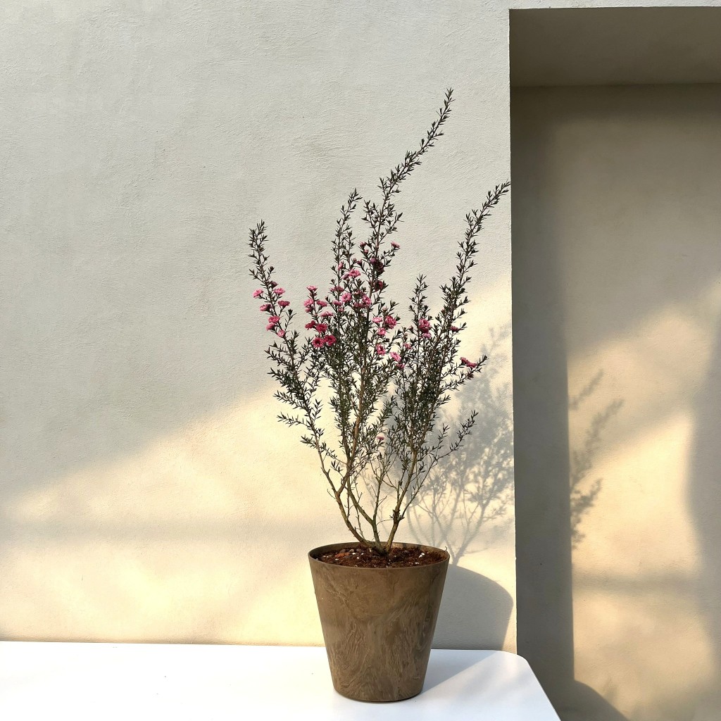 紅梅盆栽的價格推薦- 2026年2月| 比價比個夠BigGo