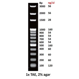 100bp / 1 kb DNA Ladder Marker 100bp核酸標記 1kb核酸標記 DNA Marker