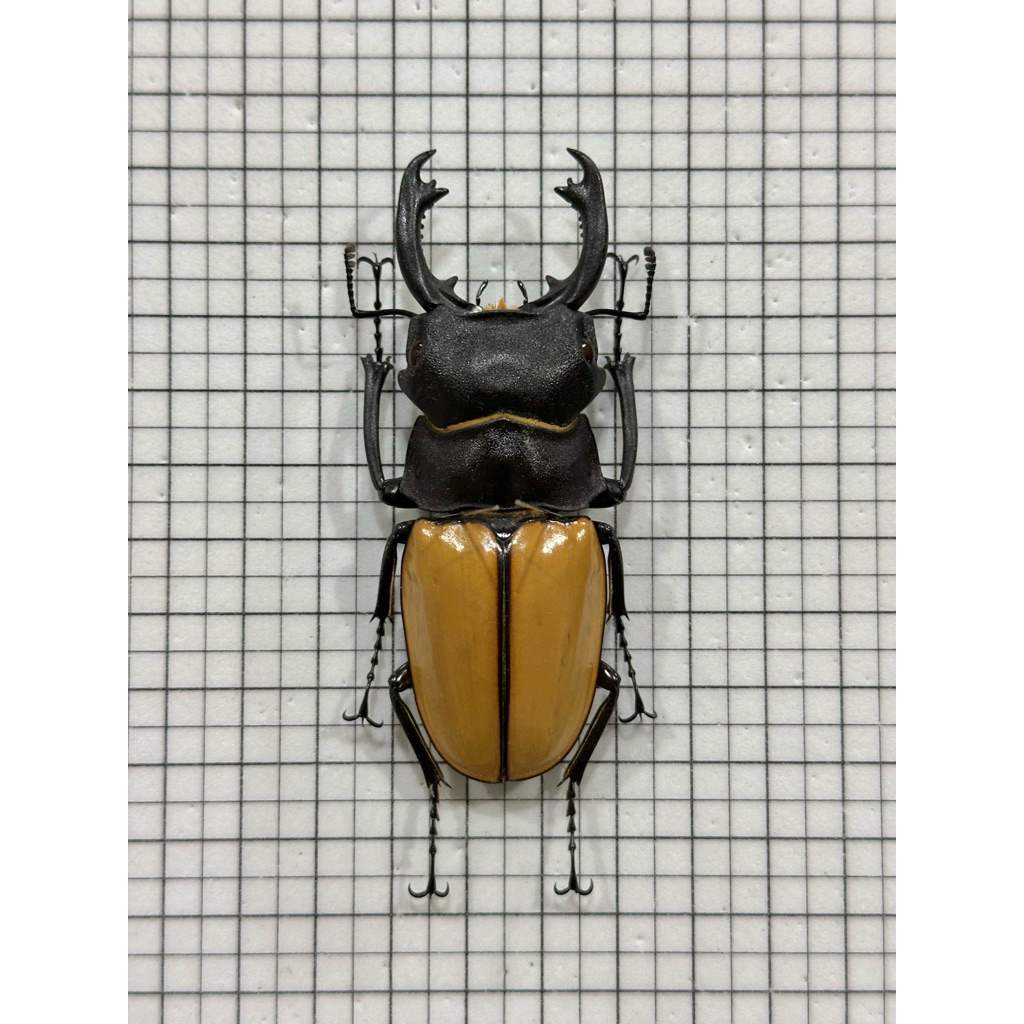 odontolabis castelnaudi的價格推薦- 2026年2月| 比價比個夠BigGo