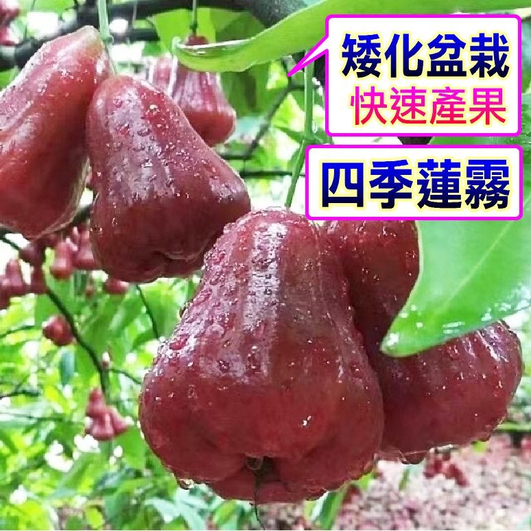 蓮霧苗｜優惠推薦- 蝦皮購物- 2026年5月
