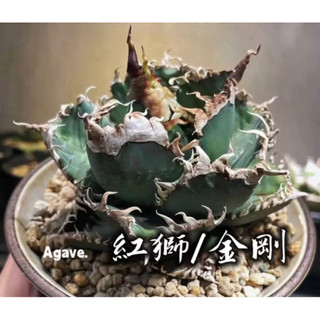 紅獅/金剛(小芽) 一物一拍 龍舌蘭科 多肉 陽光美錦DAYLIGHT PLANTS
