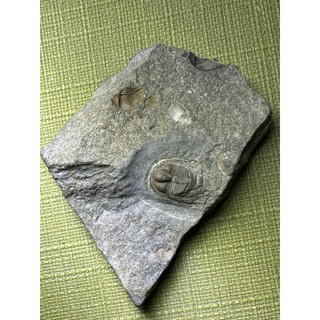 （已售出）傲歐尼爾三葉蟲 Onnia superba ／摩洛哥化石