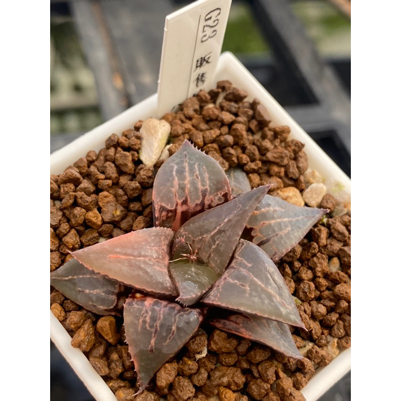 多肉植物 ハオルチア 酒呑童子錦 親株 Yahoo!オークション - 多肉植物