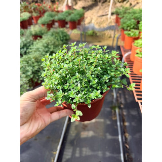 珍珠百里 鋪地百里 creeping thyme wild thyme