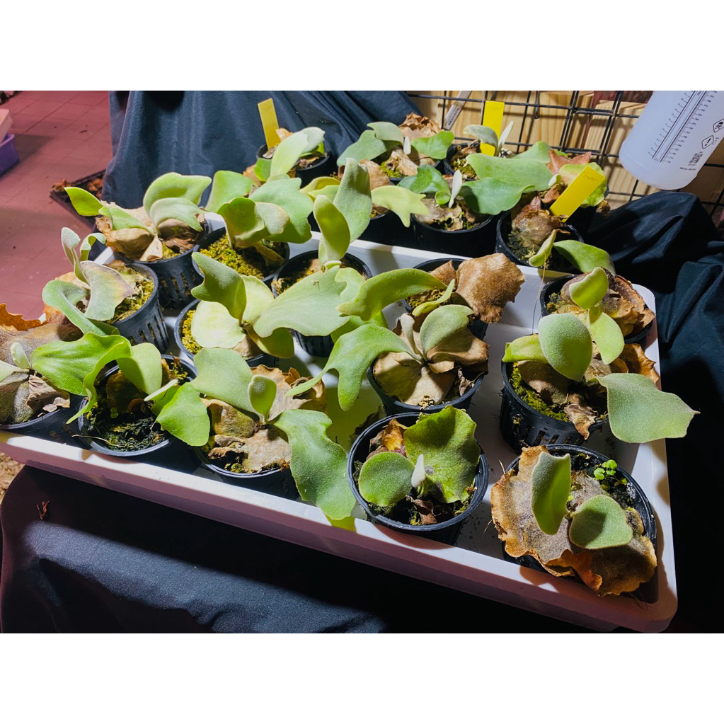 写真すべてP.Willinckii cv copper will spore P. Willinckii Dwarf Spore Mutate | Rare Collectible – HCorchids