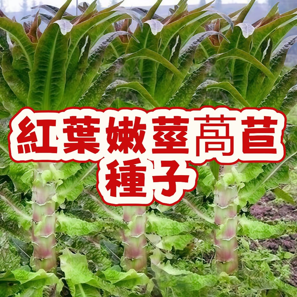 台灣紅葉A菜種子 紅葉嫩莖萵苣 尖葉萵苣苗 紅色生菜籽 本土蔬菜籽 快速發芽 四季可種 陽台盆栽 家庭菜園