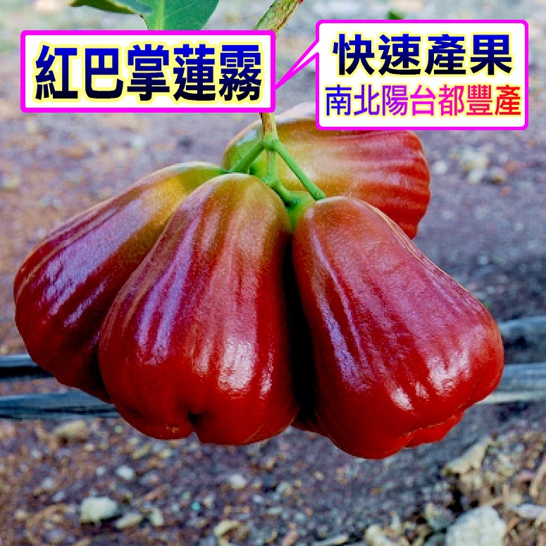 巴掌蓮霧｜優惠推薦- 蝦皮購物- 2026年7月