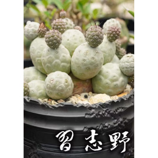 習志野(單頭) 一物一拍 仙人掌科 多肉 陽光美錦DAYLIGHT PLANTS