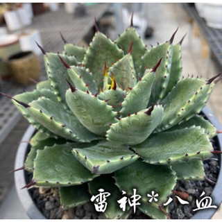 雷神*八血 一物一拍 龍舌蘭科 多肉 陽光美錦DAYLIGHT PLANTS