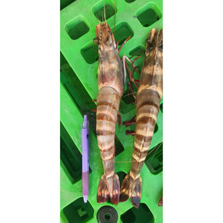 【漁讚】每隻150克！超大草蝦 超大虎蝦 野生草蝦 野生虎蝦 大虎蝦 海虎蝦 肥豬 大蝦子 手臂蝦 中秋烤蝦 海鮮宅配