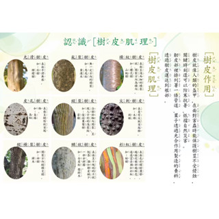 樹皮肌理觀察教材 觀察樹皮 自然生態教學 觀察樹皮的肌理 自然觀察卡片