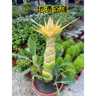 地湧金蓮- FindPrice 價格網2026年9月熱門拍賣商品