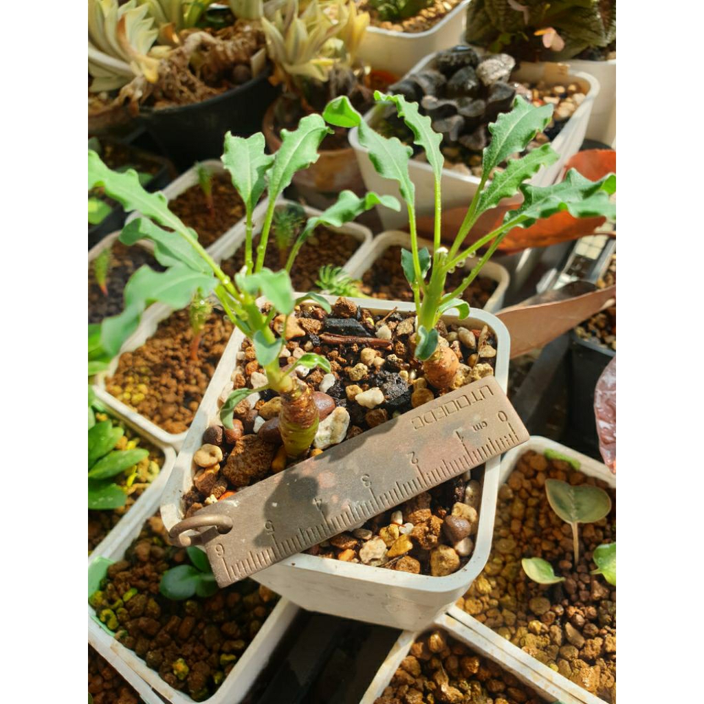 euphorbia hadramautica的價格推薦- 2025年12月| 比價比個夠BigGo