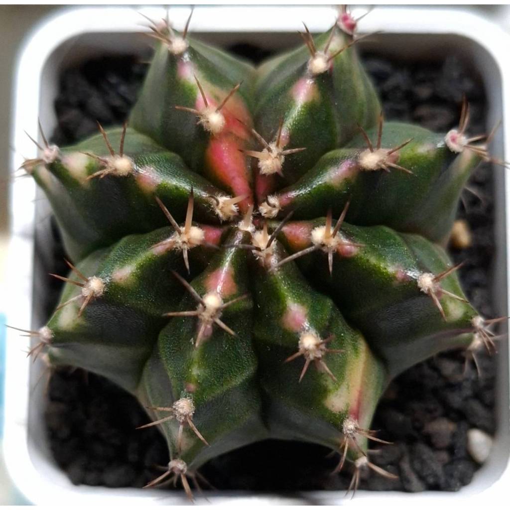 銀冠玉錦的價格推薦- 2026年2月| 比價比個夠BigGo