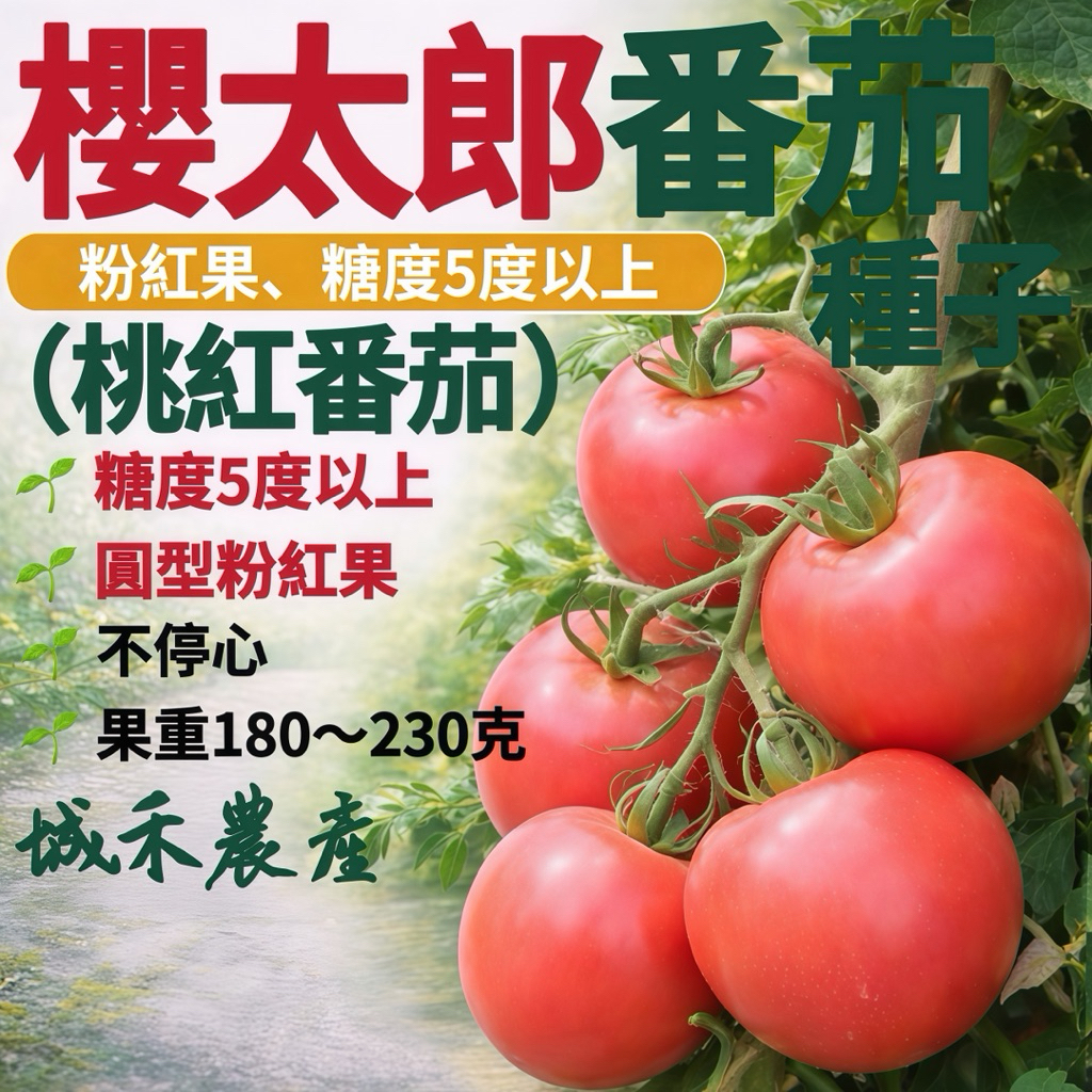 城禾農產🍃 櫻太郎番茄種子 6粒 桃太郎番茄種子 中型番茄種子 中番茄種子 櫻桃番茄種子 紅蕃茄種子 番茄種子 蕃茄種子