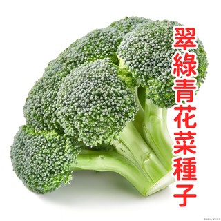 臺灣結球花椰菜種子 翠綠青花菜苗 耐熱早生品種 陽臺盆栽 家庭菜園 有機蔬菜 自種食材 新手易栽 產期長 鮮食冷凍皆宜