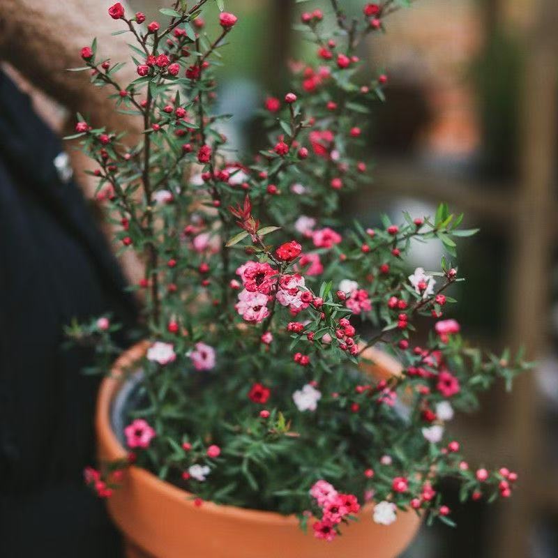 紅梅盆栽的價格推薦- 2026年3月| 比價比個夠BigGo