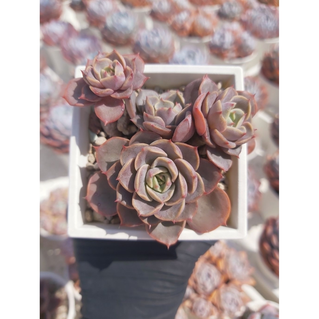 凱西 交種／老欉／凱西交種 多肉／秘境多肉