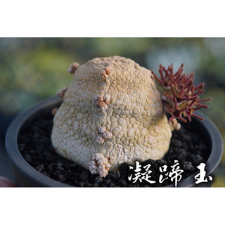 凝蹄玉(5.4cm) 一物一拍 夾竹桃科 多肉 陽光美錦DAYLIGHT PLANTS