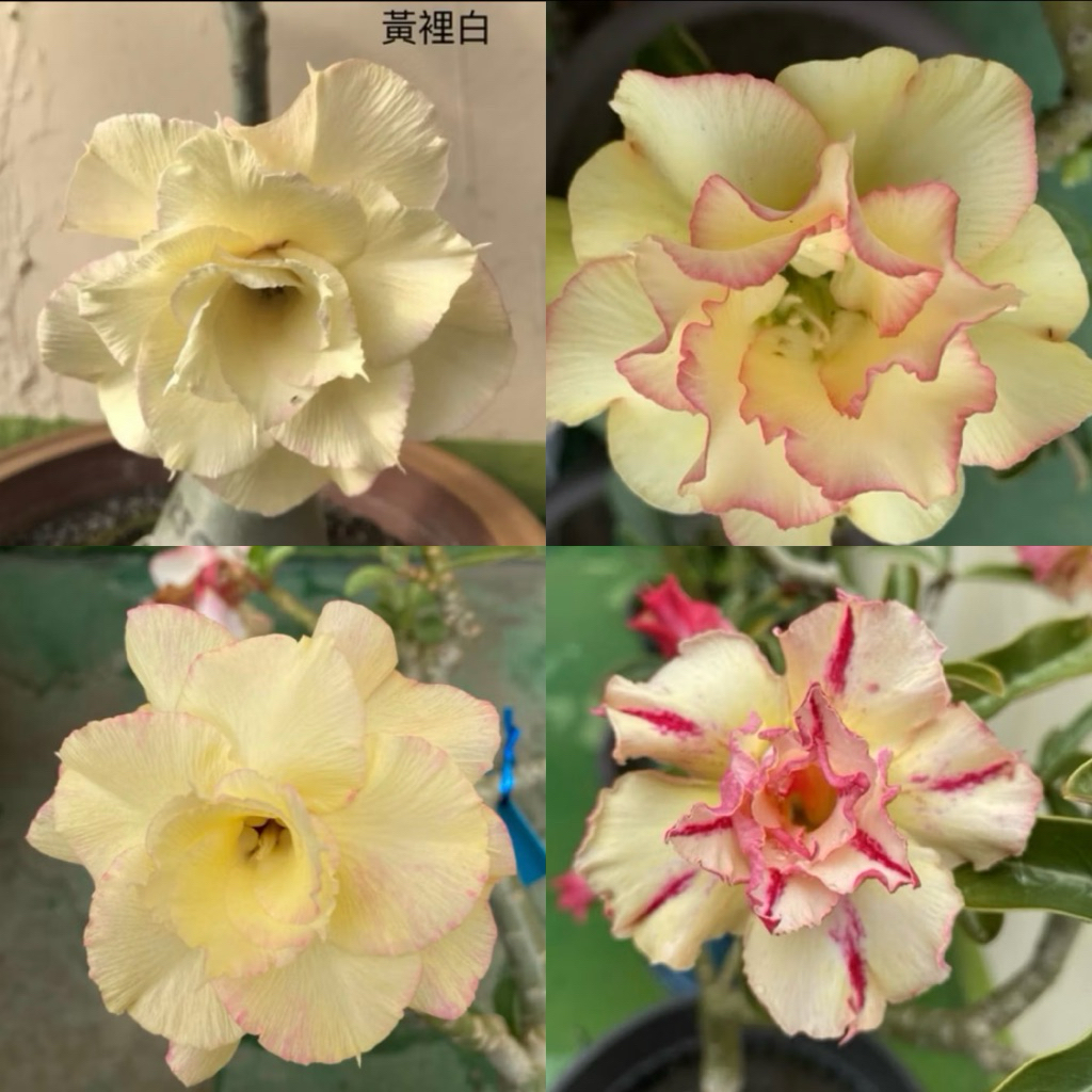 【沙漠玫瑰種子】高發芽率 耐旱植物 珍稀重瓣品系 多肉植物
