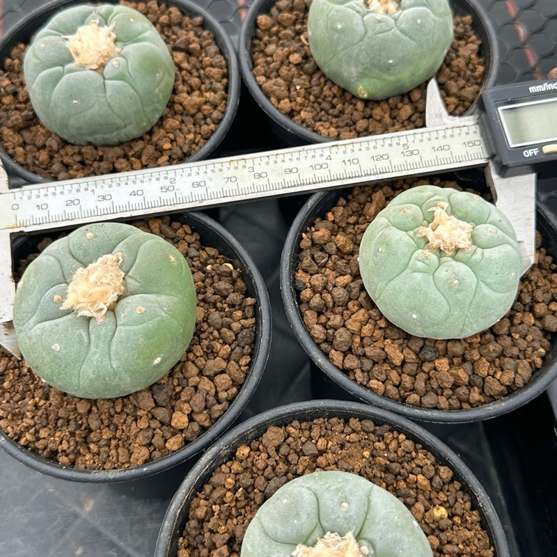 疣銀冠玉的價格推薦- 2026年3月| 比價比個夠BigGo