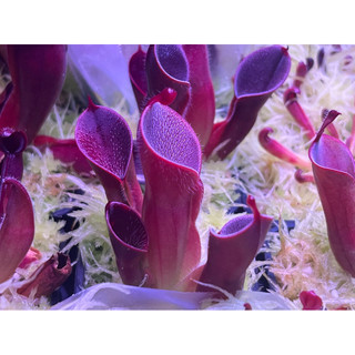披毛太陽瓶子草-11 H. minor var. pilosa clone 11
