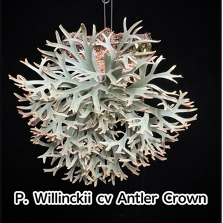 侏儒爪哇 鹿角皇冠 孢子苗P. Willinckii cv Antler Crown sporeling