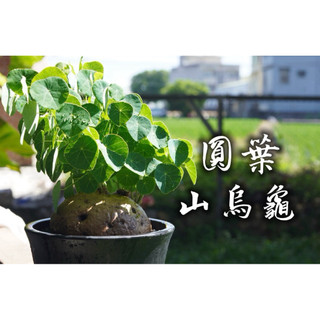 圓葉山烏龜(中)/8cm 一物一拍 防己科 多肉 陽光美錦DAYLIGHT PLANTS