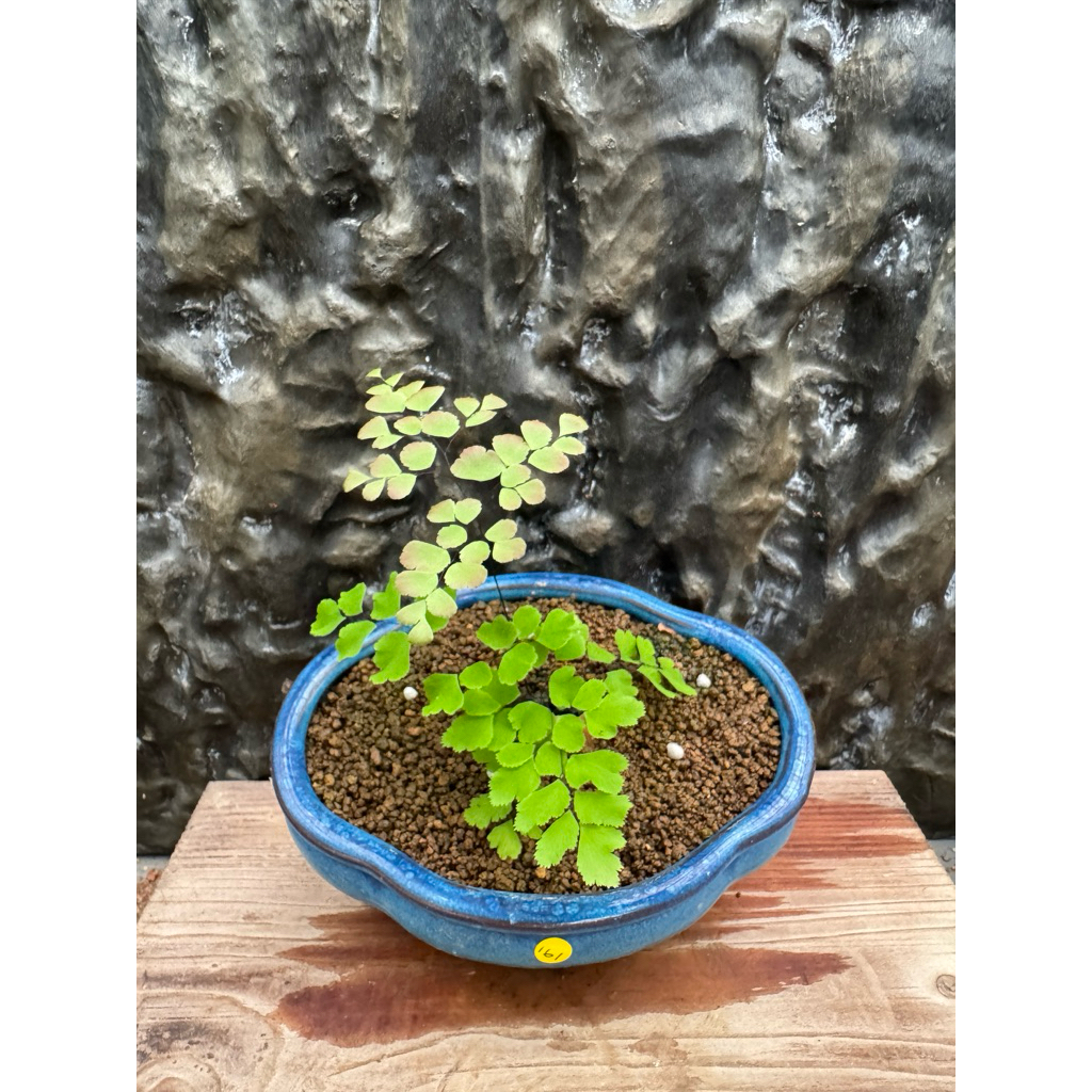 快速出貨🔜新紅葉鐵線蕨 一物一拍 鐵線蕨