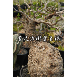 象足漆樹實生株 一物一拍 漆樹科 塊根 陽光美錦DAYLIGHT PLANTS