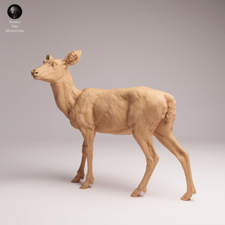 Tazo工坊[AD] 騾鹿母鹿Mule Deer doe 3D列印模型DEER