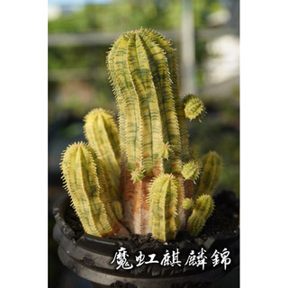 魔虹麒麟錦 一物一拍 大戢科 塊根 陽光美錦DAYLIGHT PLANTS