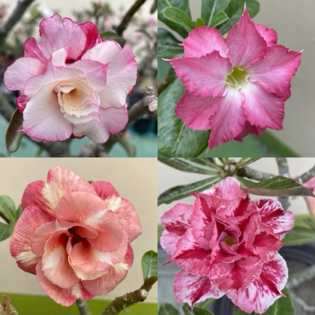 【沙漠玫瑰種子】高發芽率 耐旱植物 珍稀重瓣品系 多肉植物