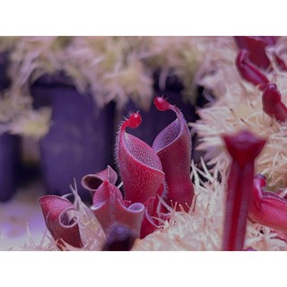 披毛太陽瓶子草H. minor var. pilosa clone 01